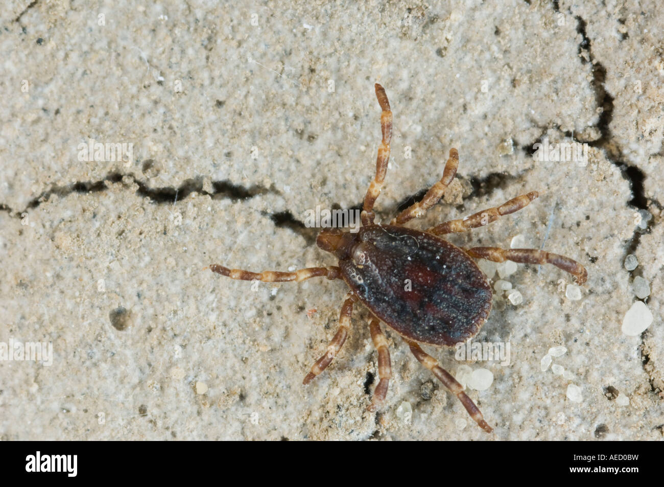 Tick (Hyalomma Lusitanicum), Spanien Stockfoto