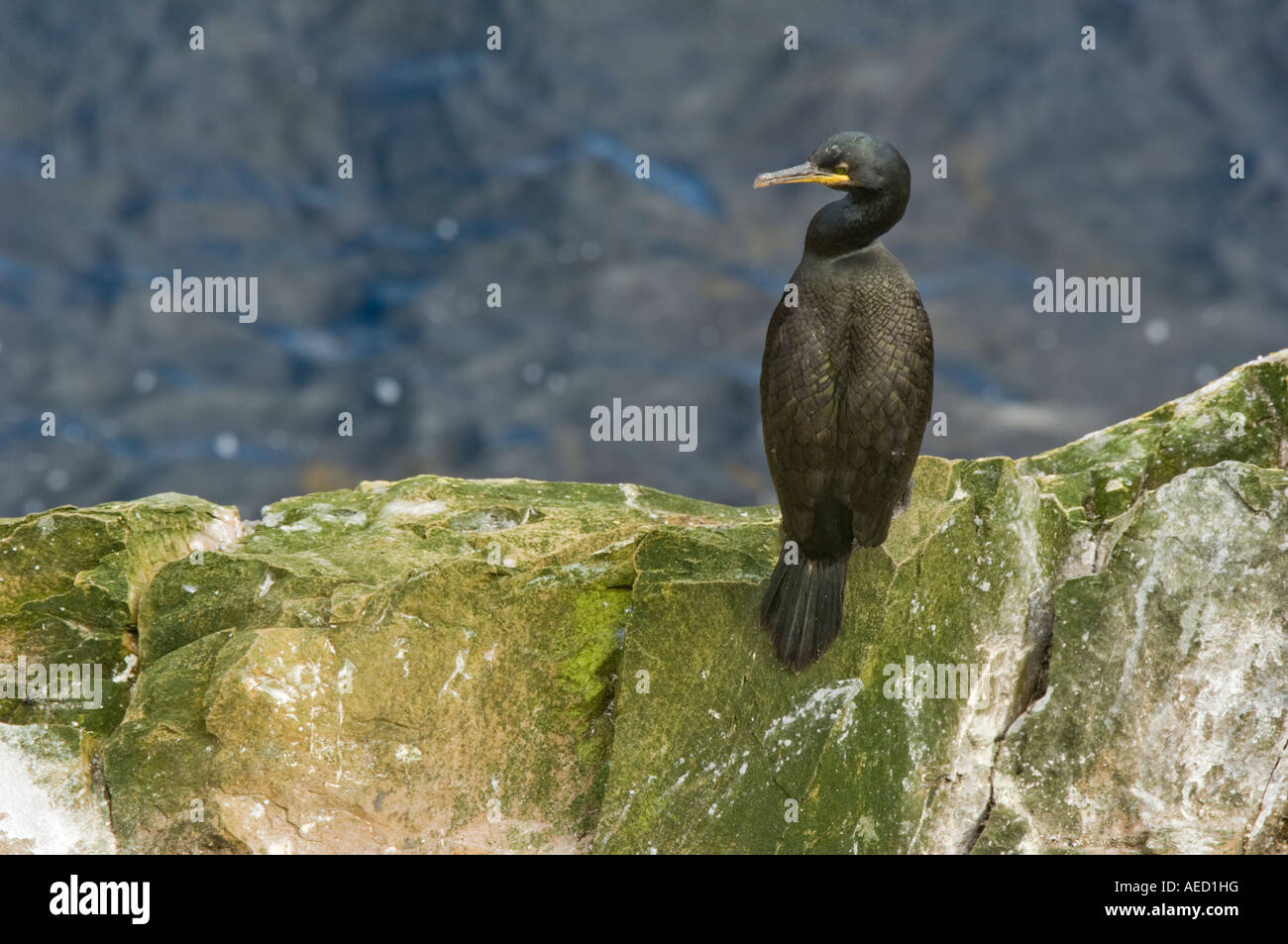 Shag (Phalacrocorax Aristotelis), Fair Isle, Shetland, Großbritannien Stockfoto