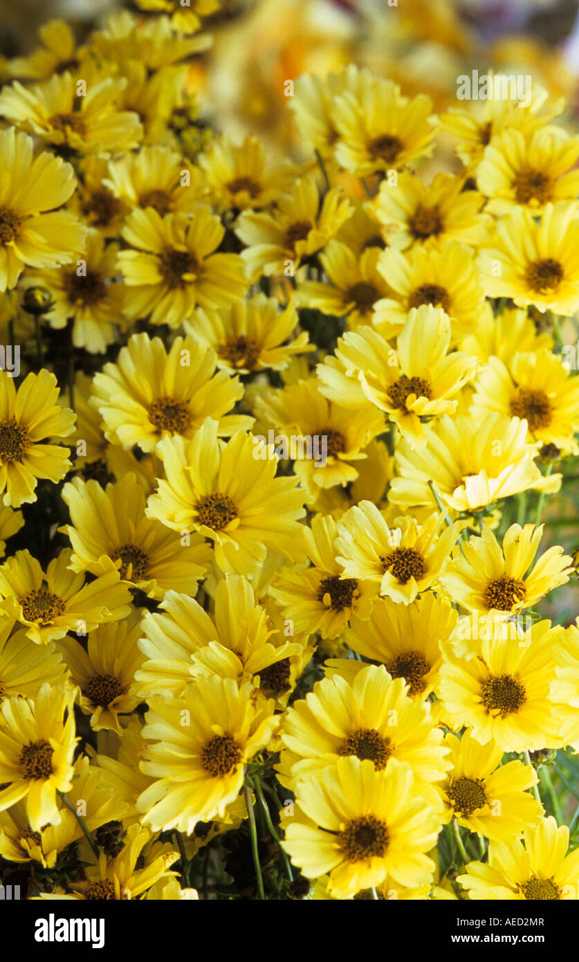 Coreopsis Verticillata Creme Brulee Stockfoto