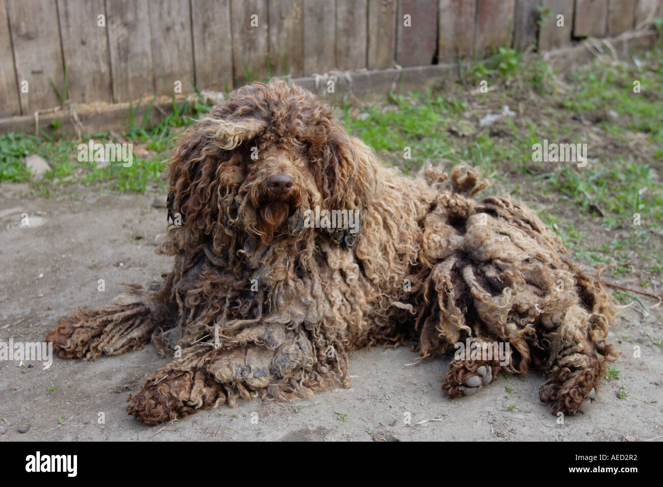 Scruffy Hund in Listwjanka, Sibirien. Russland Stockfoto