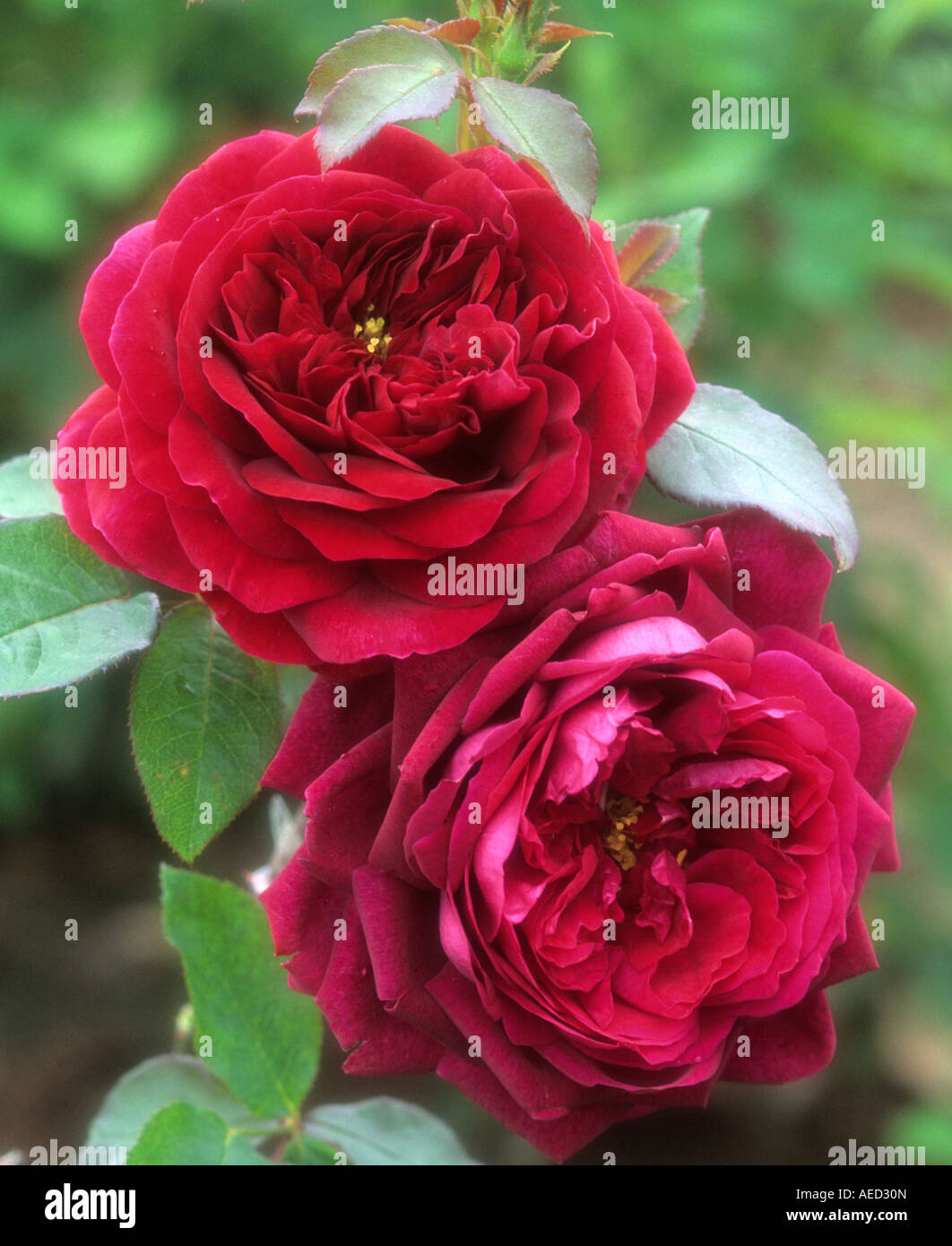 moderne Strauchrose Rosa der Prinz Stockfoto