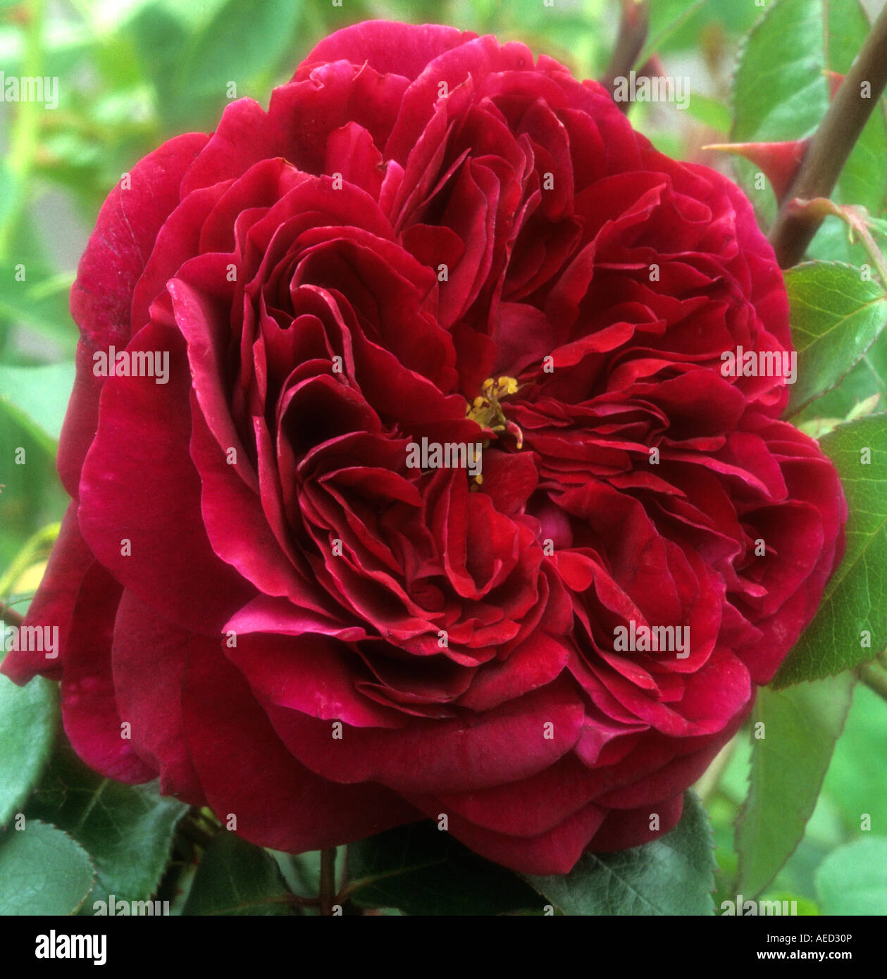moderne Strauchrose Rosa der Prinz Stockfoto