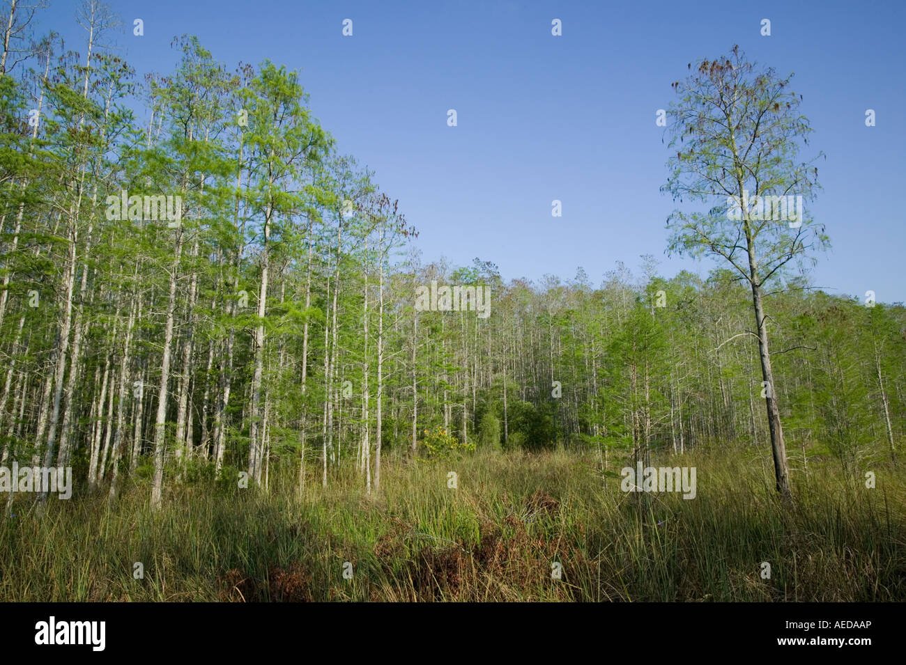 Sumpf-Zypressenwald in der Nähe von Naples Florida USA Stockfoto
