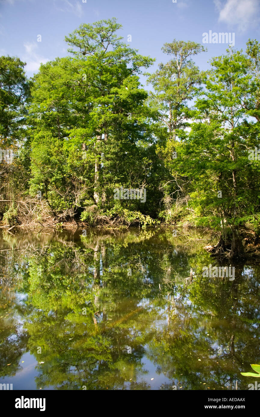Sumpf-Zypressenwald in der Nähe von Naples Florida USA Stockfoto