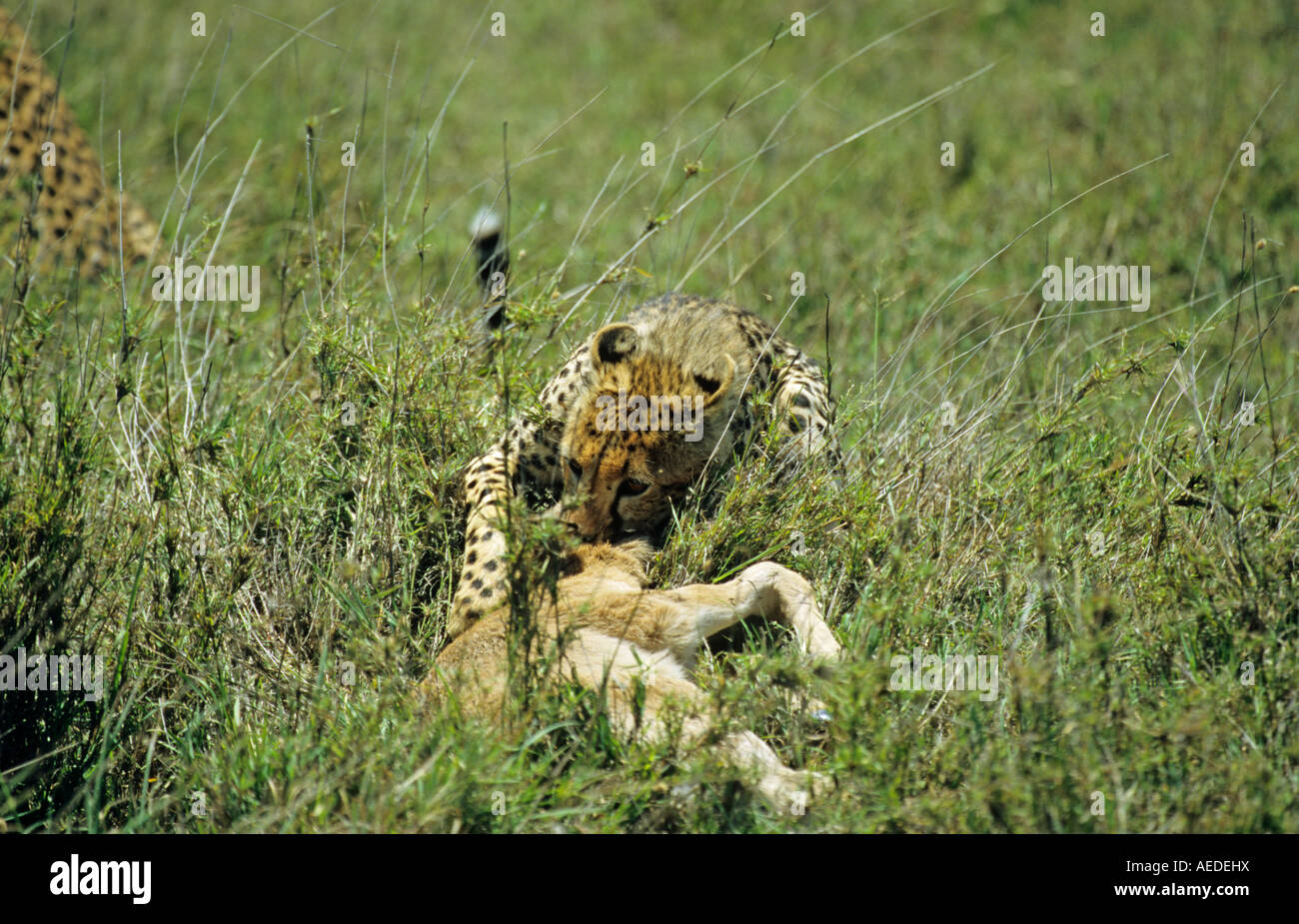 Gepard Acinonyx Jubatus ziehen seine Tötung eines Kalbes Gnus durch die Serengeti Ostafrika Tansania Stockfoto