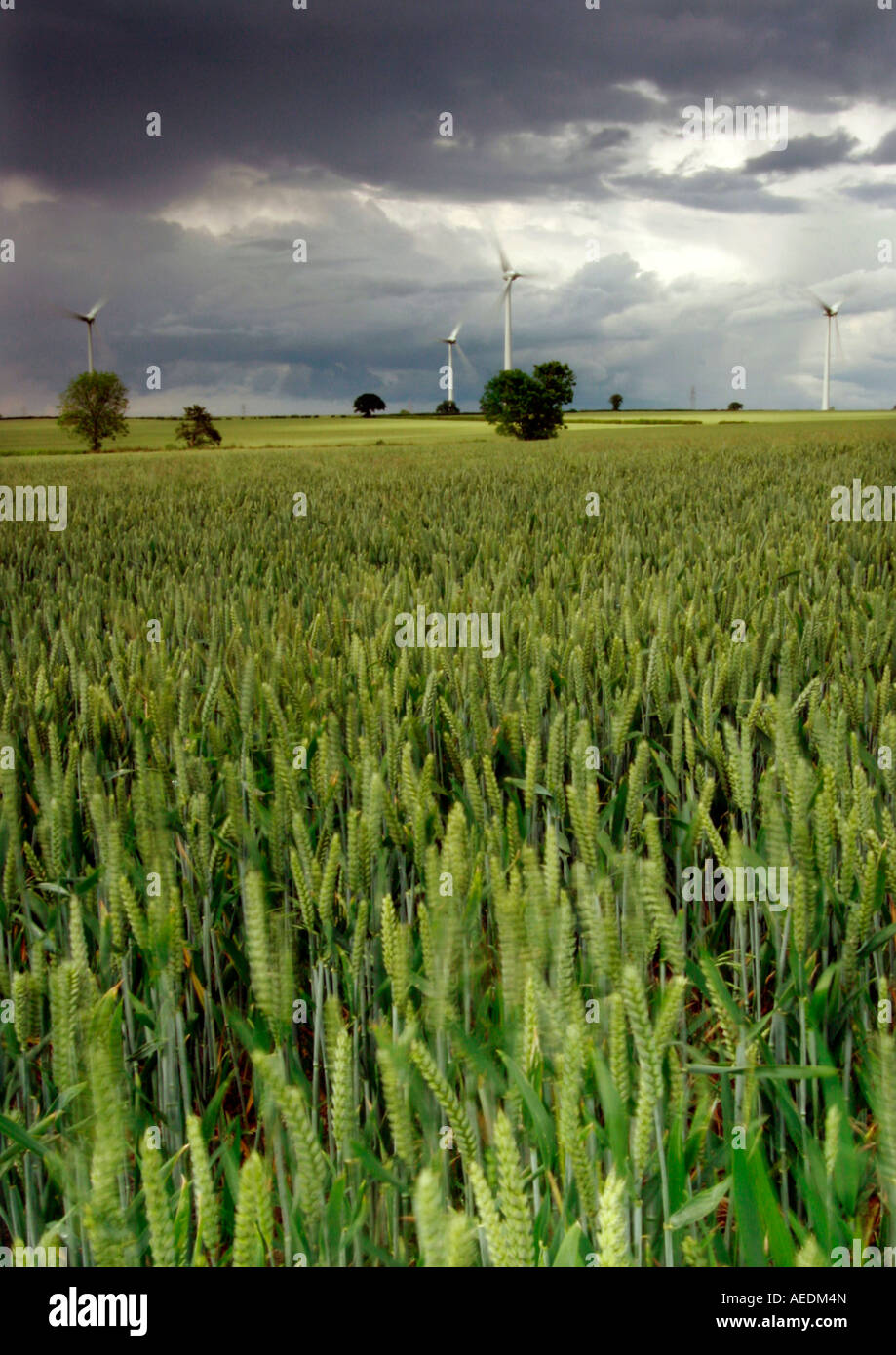 Windmühlen in Mais Stockfoto