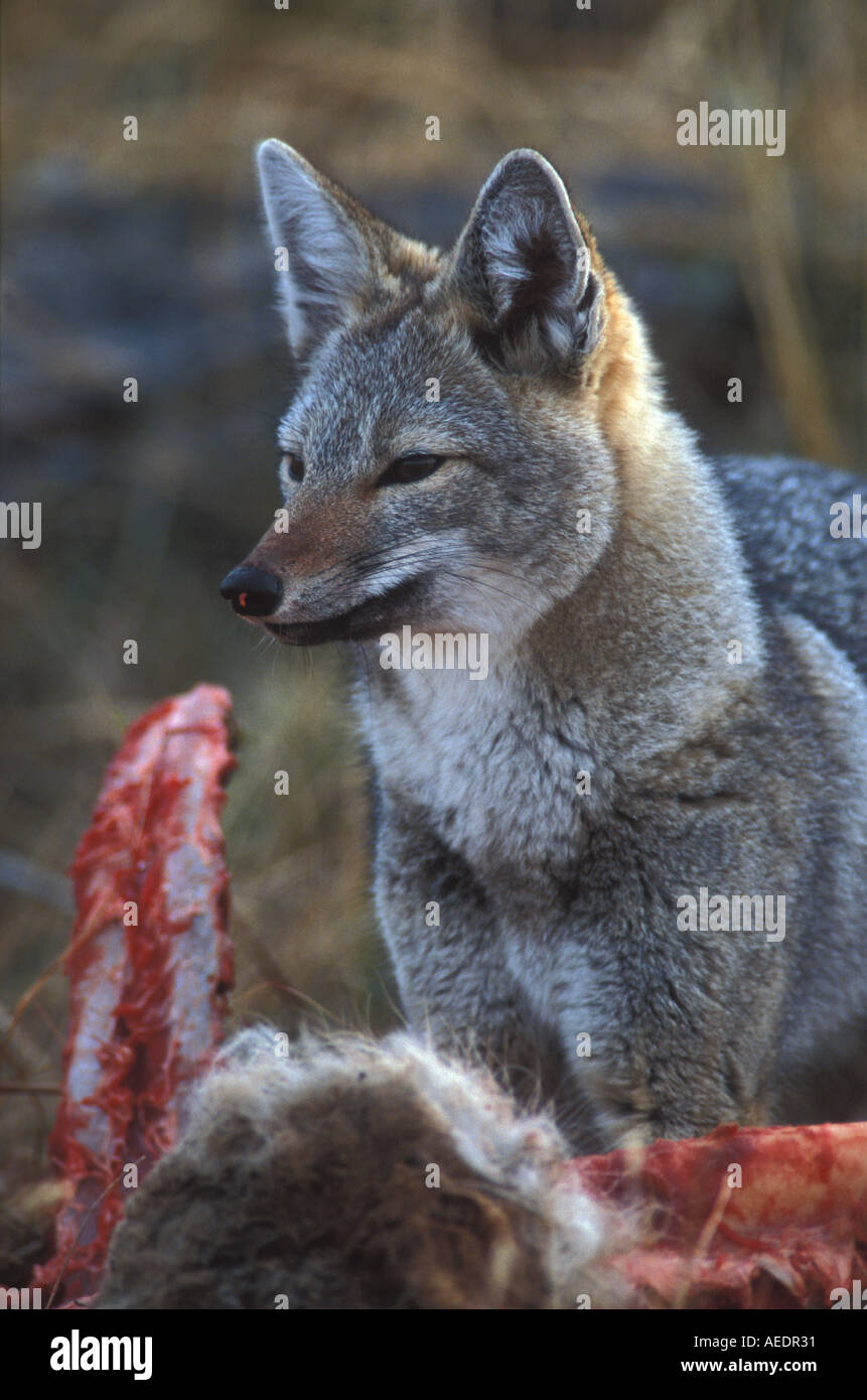 Fuchs knochen -Fotos und -Bildmaterial in hoher Auflösung – Alamy
