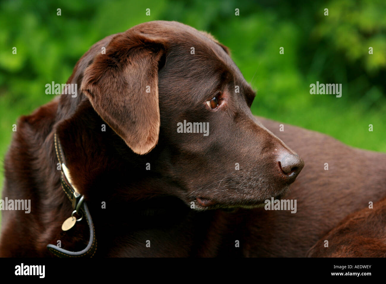Brauner Labrador Hund, Chocolate Labrador Stockfoto