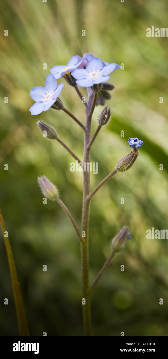 Vergiss mich Habenichtse Lappula Squarrosa Buglosses Familie Stockfoto