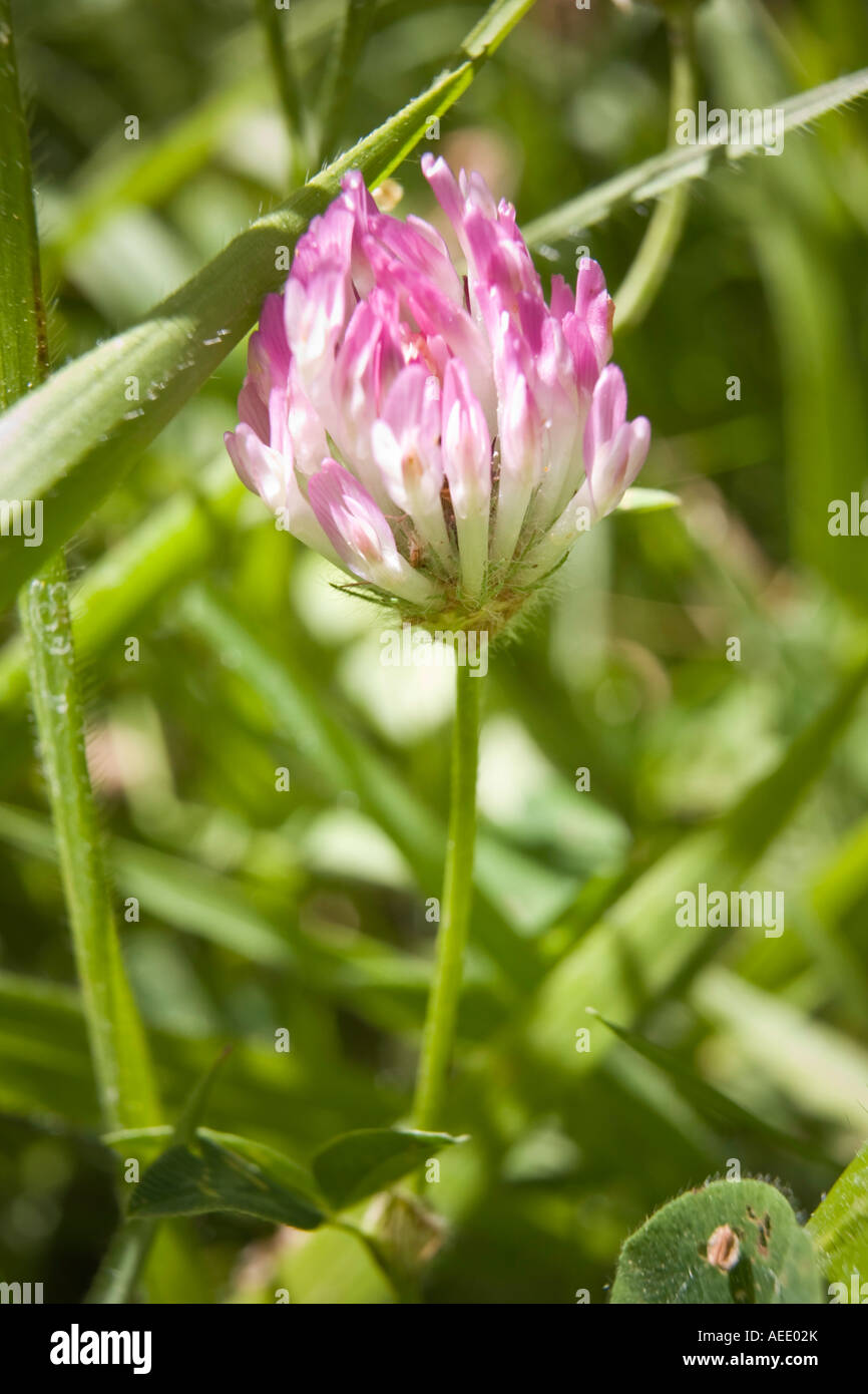 Alsike Clover Trifolium Hybridum Subsp elegans Stockfoto