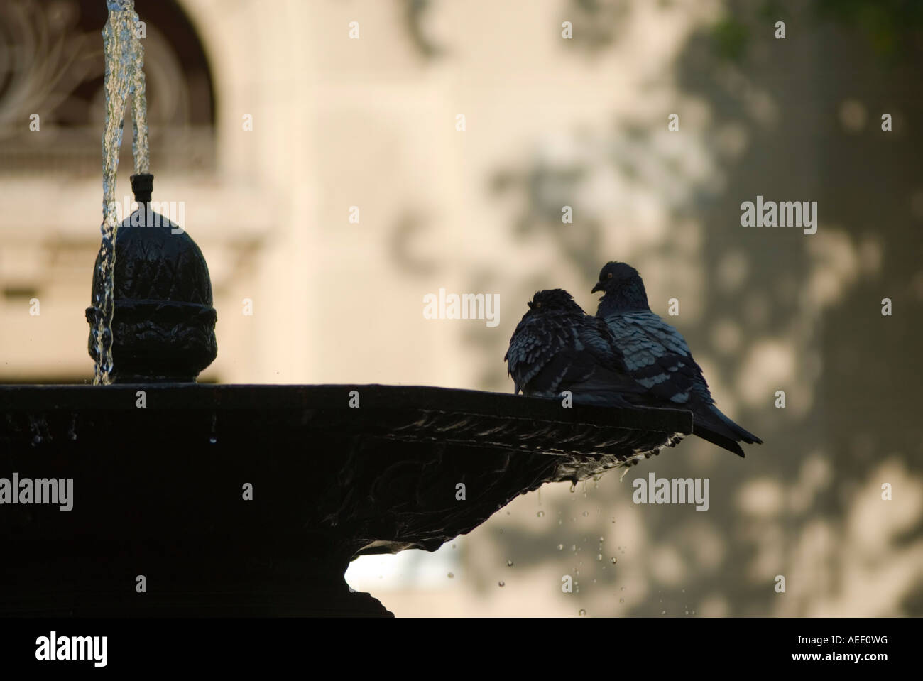 Vögel sitzen auf einem Brunnen in der Concha y Toro Nachbarschaft von Santiago de Chile. Stockfoto