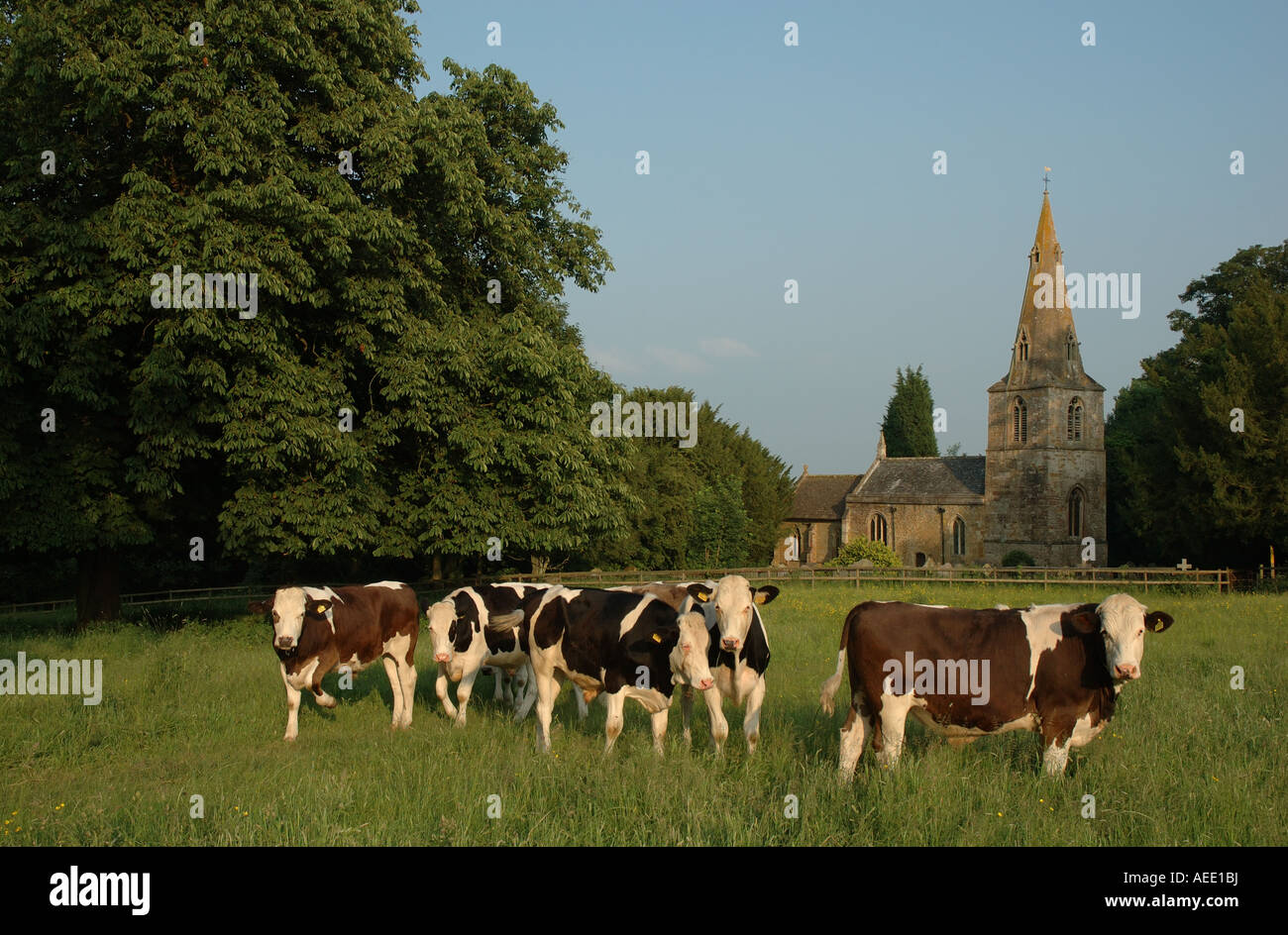 UK, Leicestershire, Gumley, Kühe grasen im Feld vor St Helens Kirche Stockfoto