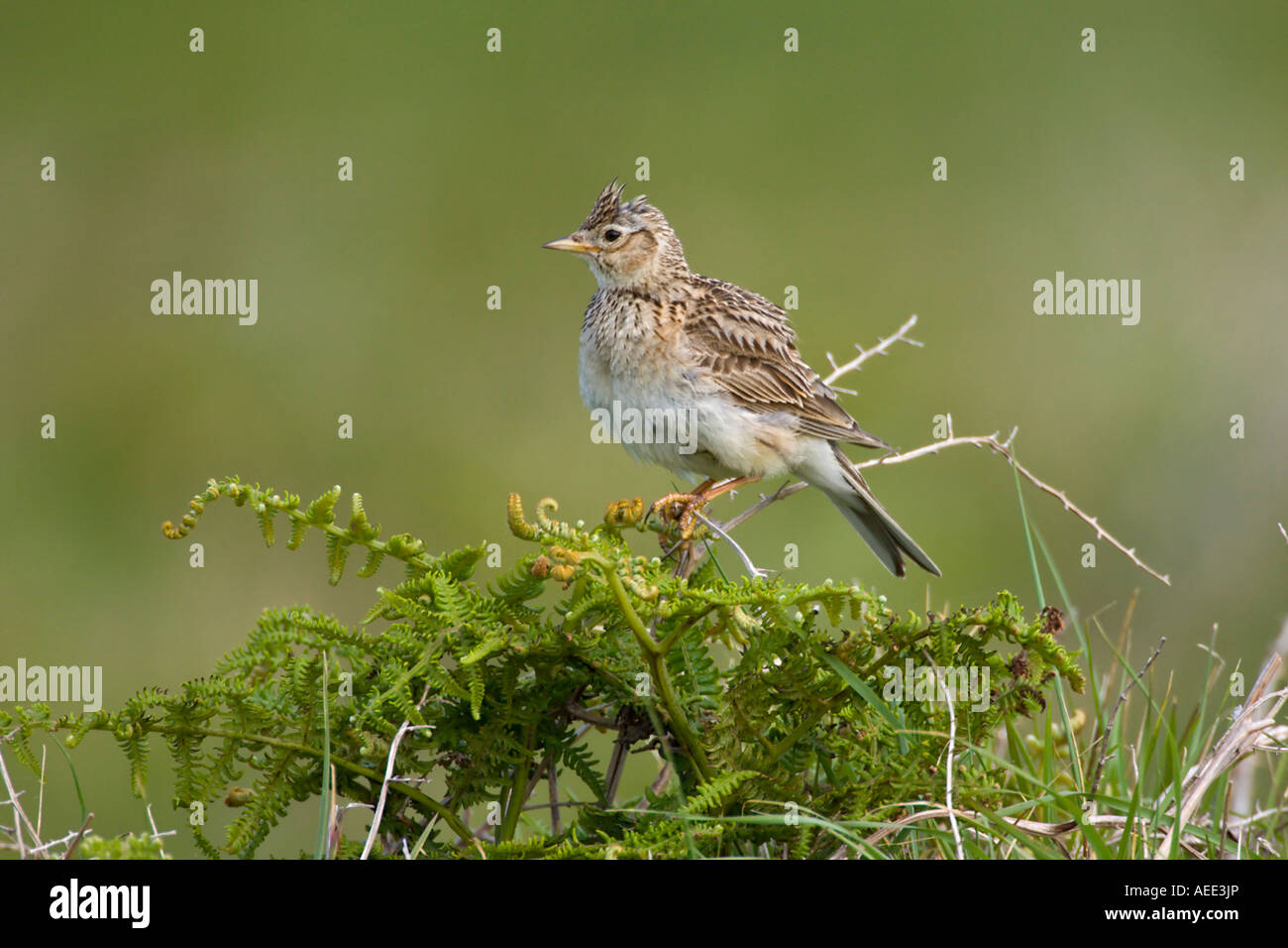 Skylark Stockfoto