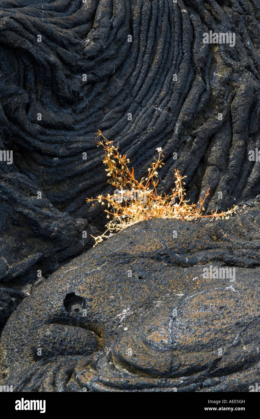 Mollugo Mollugo Flavescans blühenden frühen Kolonisatoren cool Lava Sullivan Bay Santiago Galapagos Ecuador Stockfoto