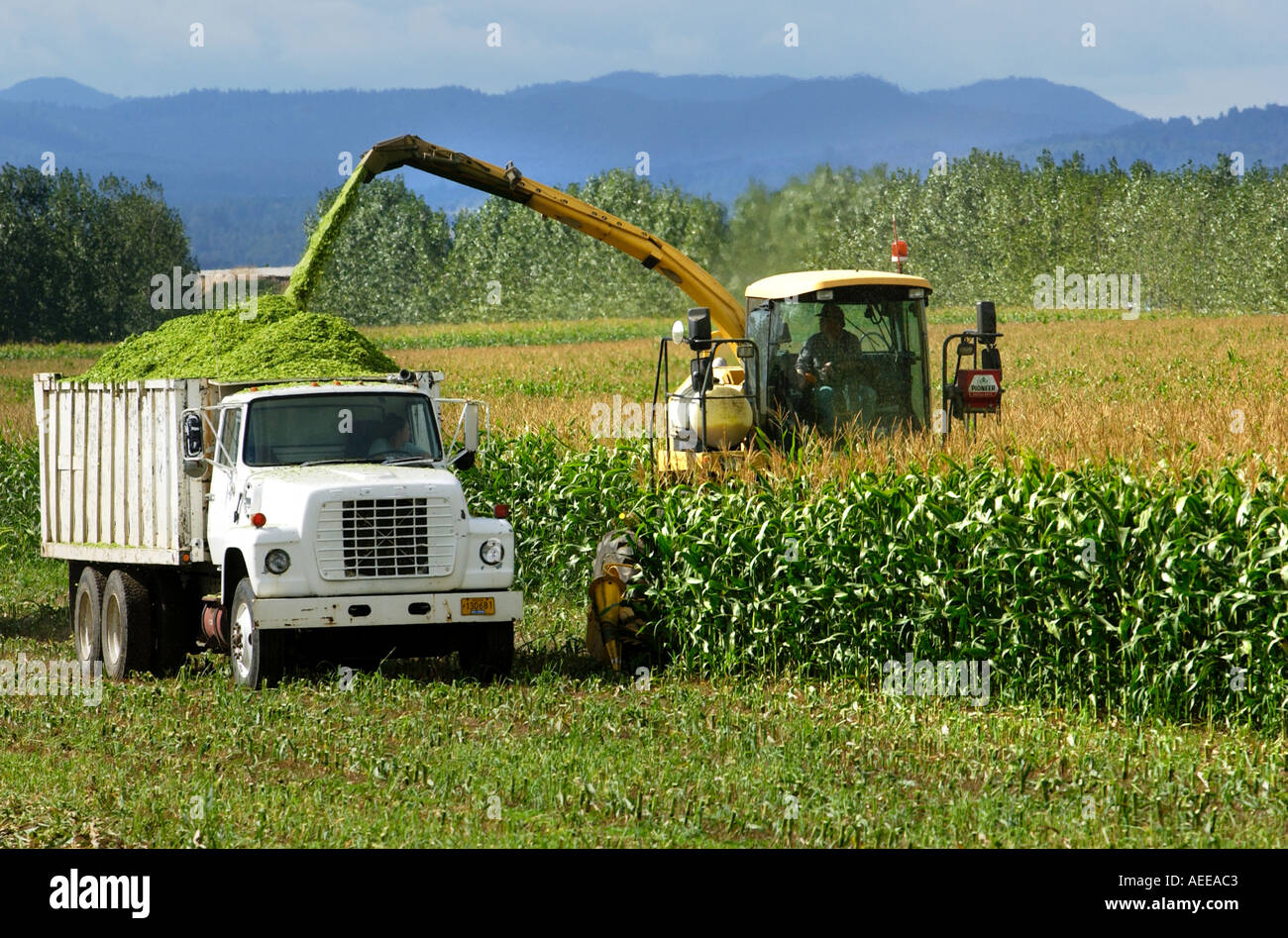 Oregon-Landwirtschaft. Kombinieren Sie auf Bauernhof Ernte Mais-Feld. Stockfoto