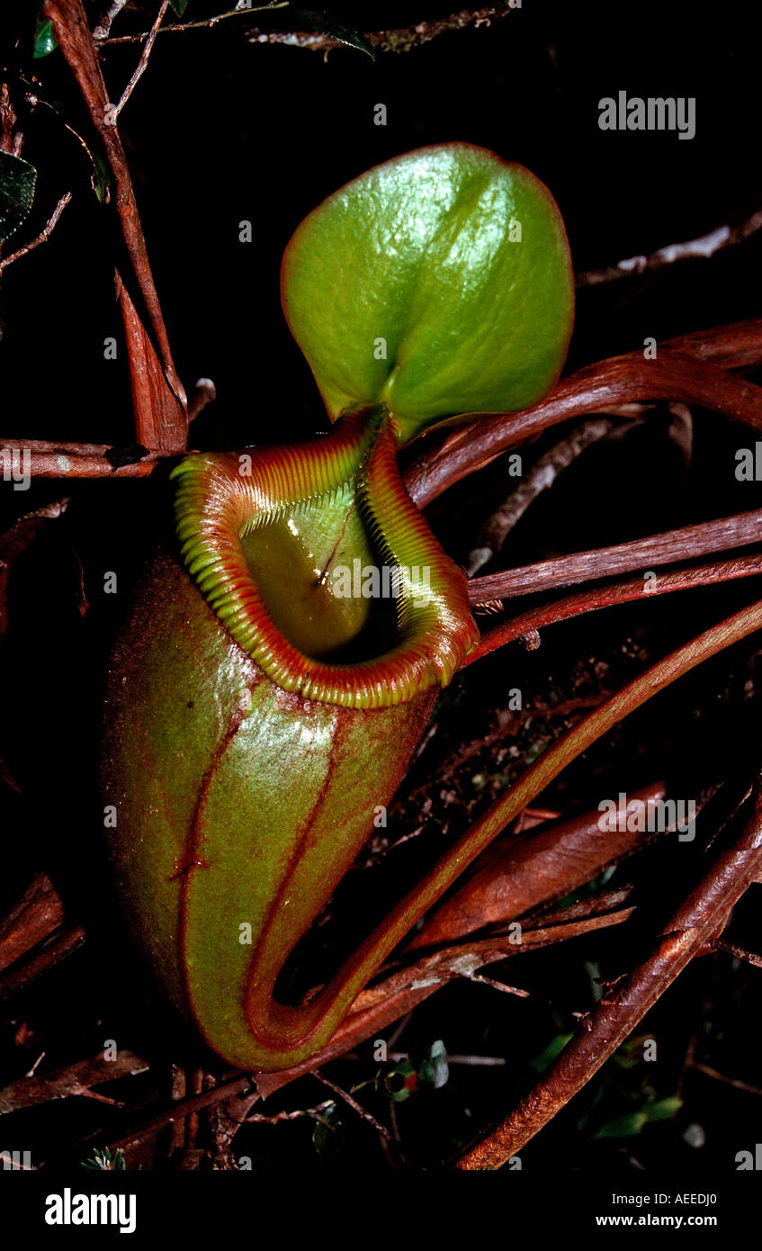 Kannenpflanze Nepenthes Tentaculata Borneo Sarawak Gunung Mulu NP Malaysia Stockfoto