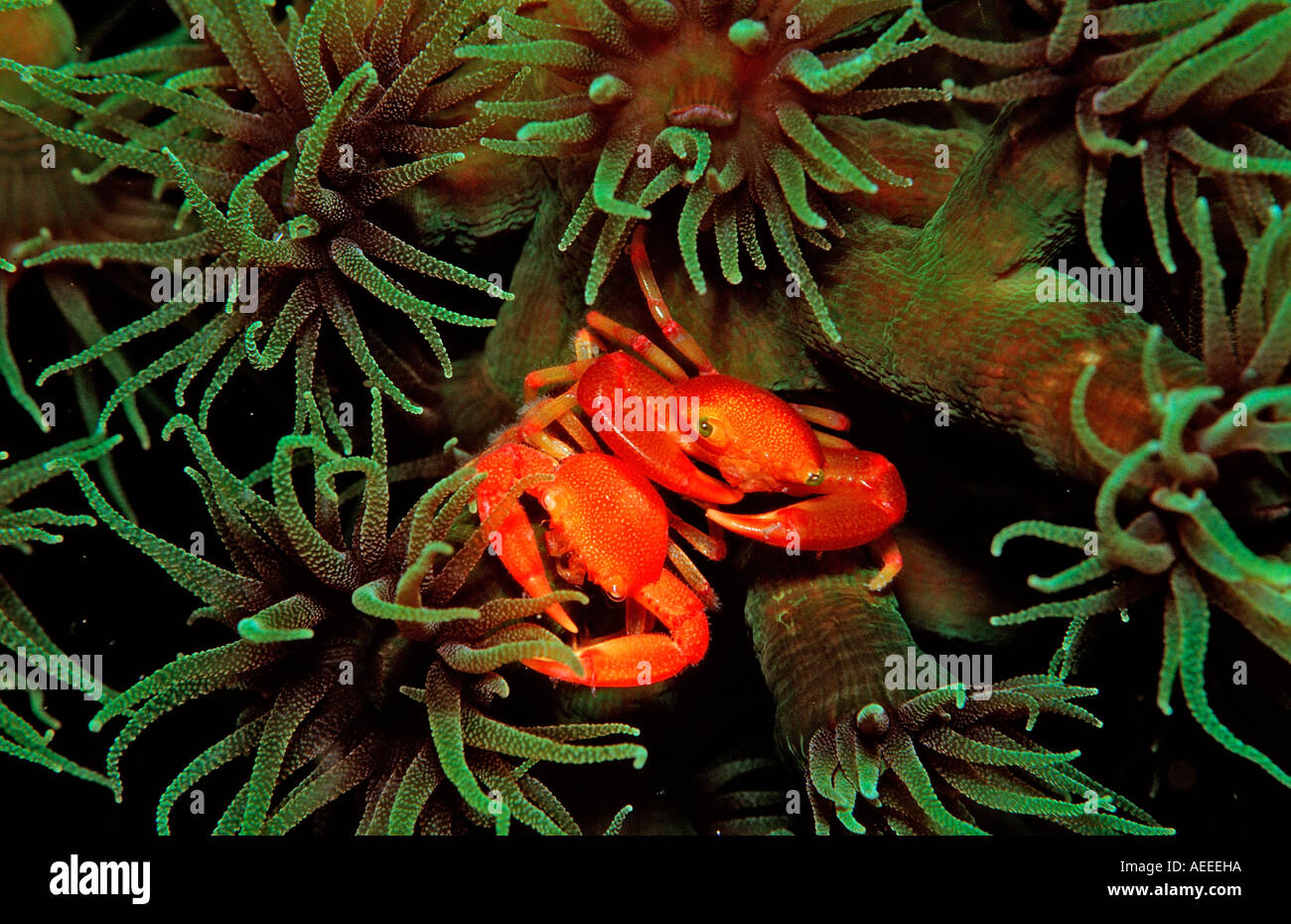 Korallen Krabbe Trapeze Lutea Bali Indischer Ozean Indonesien Stockfoto