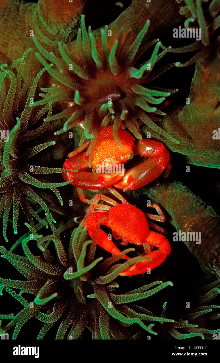 Korallen Krabbe Trapeze Lutea Bali Indischer Ozean Indonesien Stockfoto