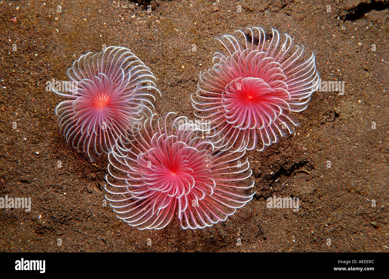 Drei Lüfter Würmer Polychaeta Bali Indischer Ozean Indonesien Stockfoto