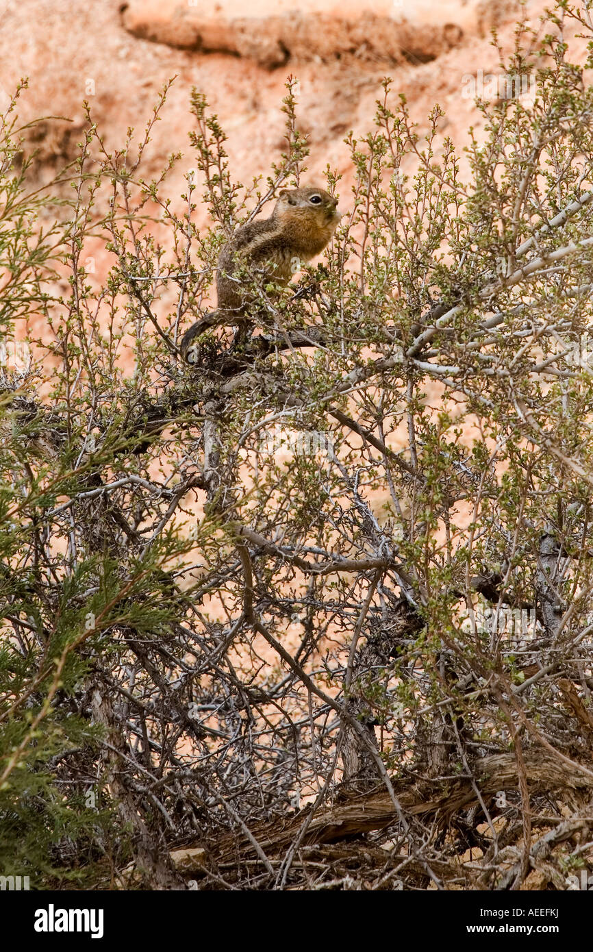Golden Jaguaren Grundeichhörnchen am Bryce-Canyon-Nationalpark, Utah Stockfoto