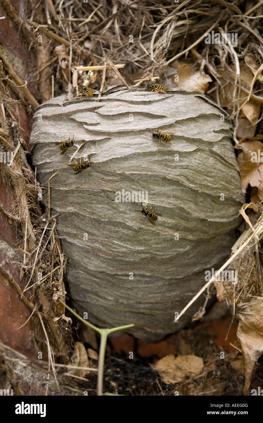 Wespen bauen nest an Wand Stockfoto