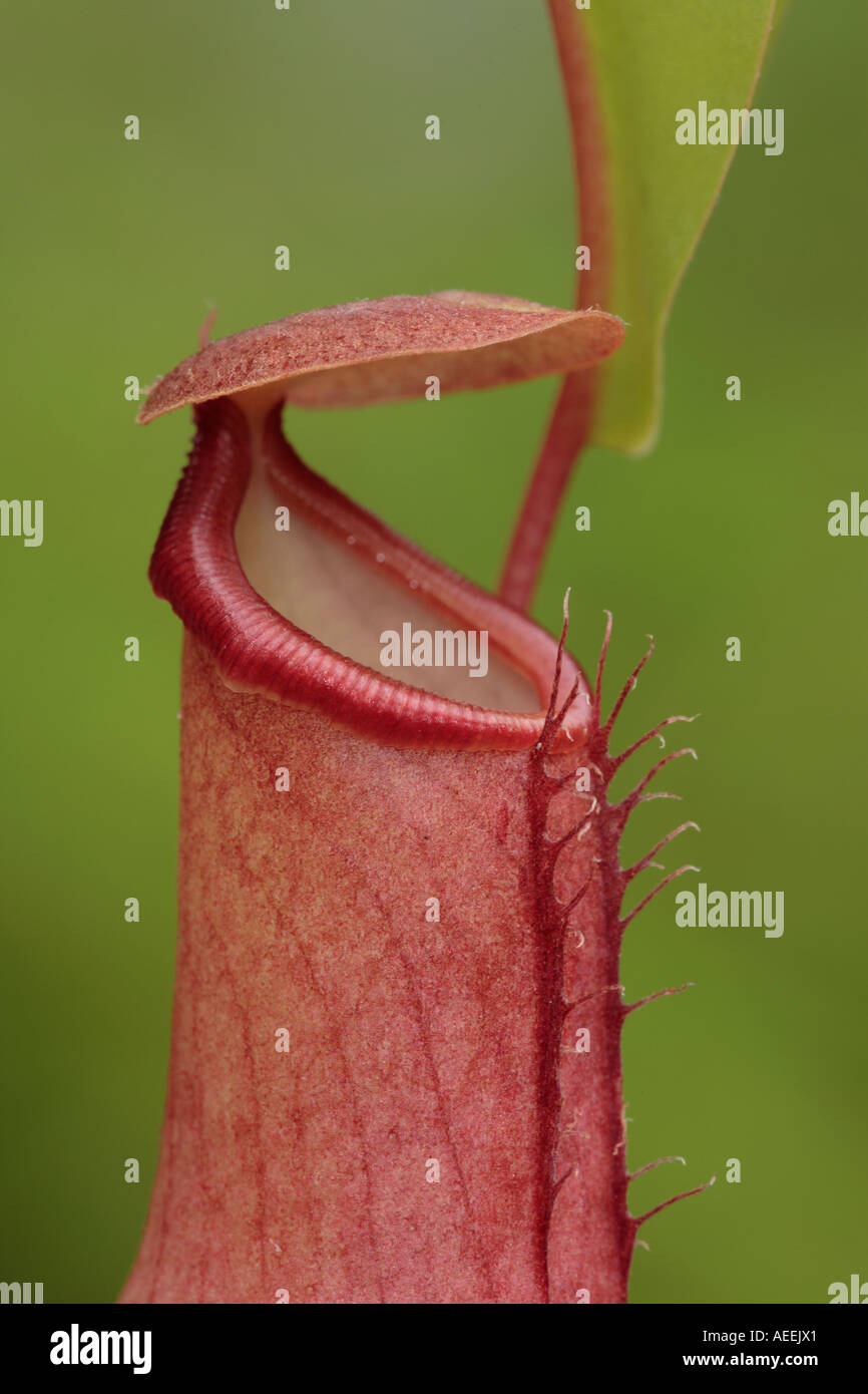 Asiatische Kannenpflanze Nepenthes Alata entwickelt voll Krug Stockfoto