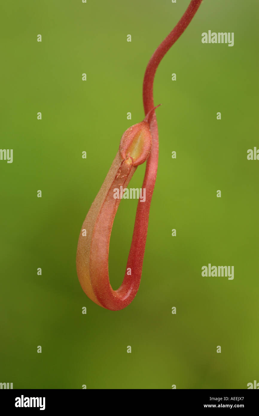 Geflügelte Kannenpflanze Nepenthes Alata Philippinen Pitcher in einem frühen Stadium der Entwicklung Stockfoto