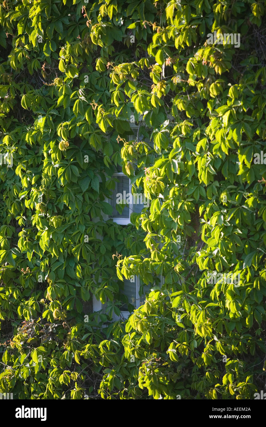 Grün für Fenster Jersey Channel Islands Stockfoto