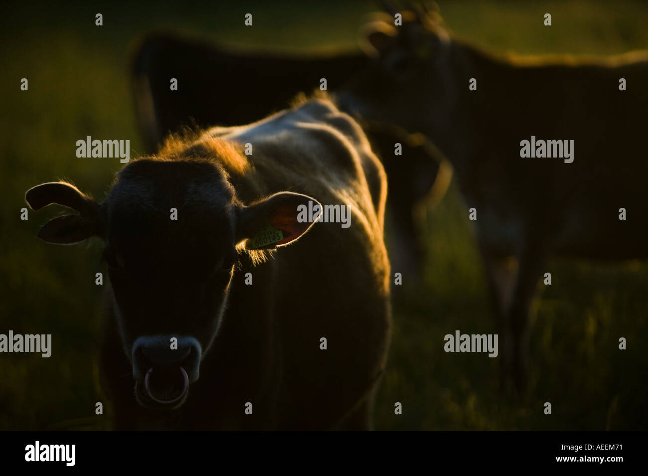 Freundliche Jersey-Kuh, die im Abendlicht auf die Kamera schaut Stockfoto
