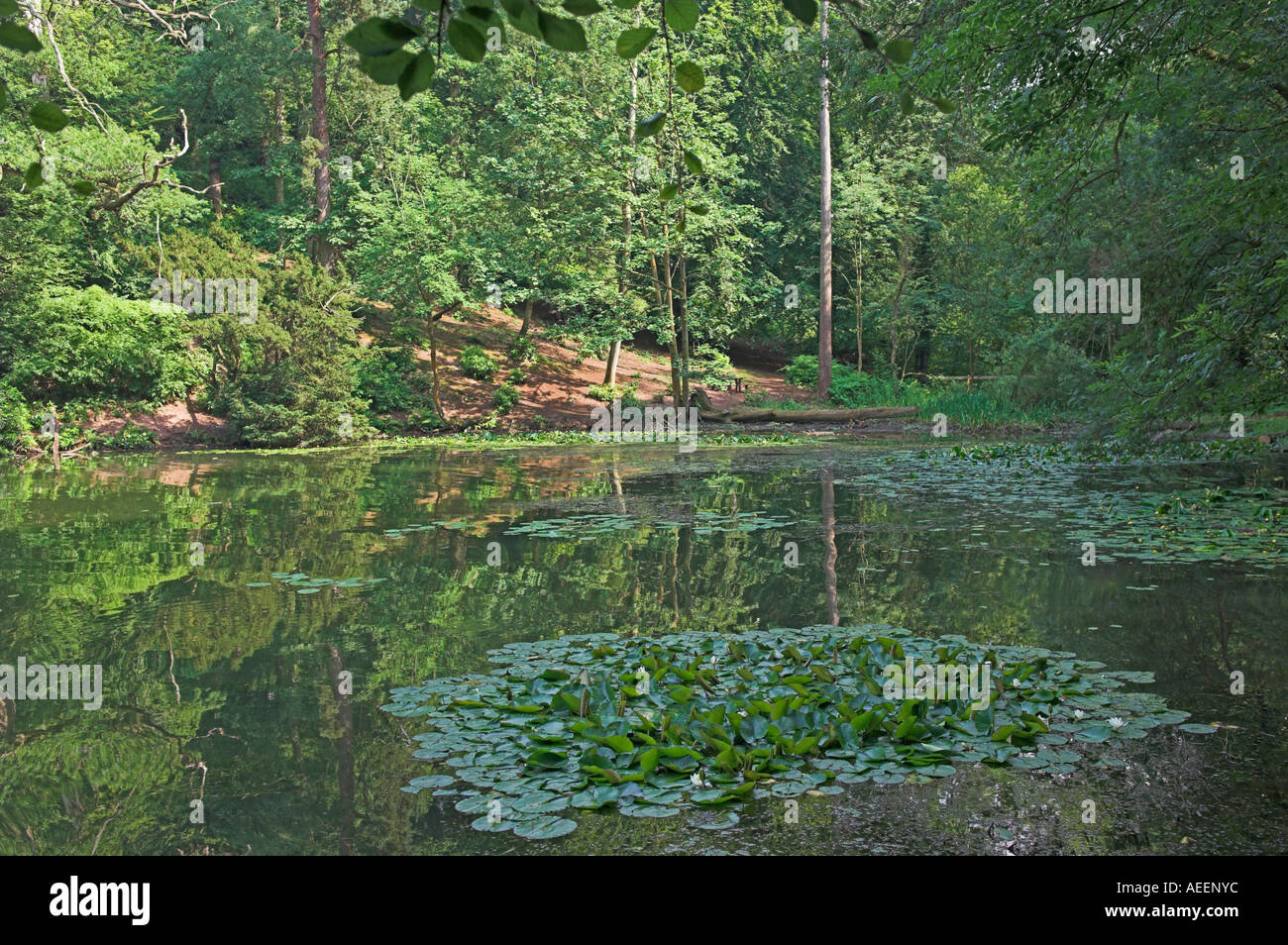 Einsamen Bäumen gesäumten Teich mit Seerosen Äbte Teich Äbte Leigh Bristol England Stockfoto