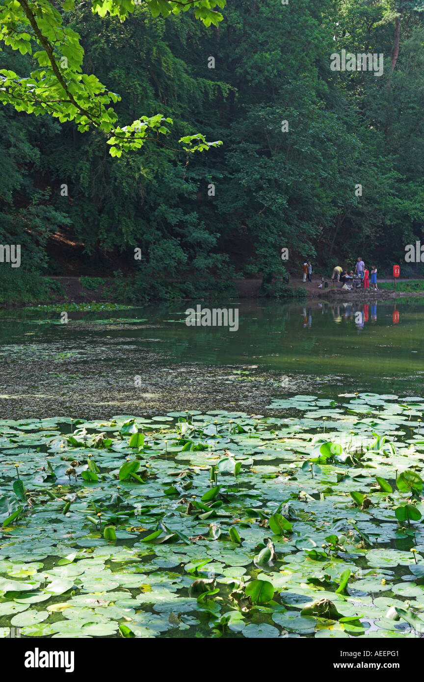 Einsamen Bäumen gesäumten Teich mit Seerosen Familie Picknick Äbte Teich Äbte Leigh Bristol England Stockfoto