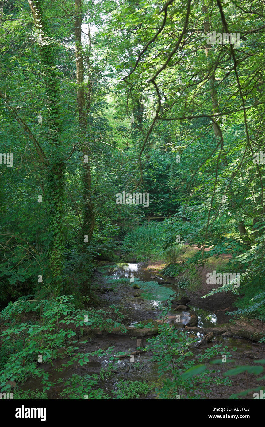 Einsamen Bäumen gesäumten Bach Familie Picknick Äbte Teich Äbte Leigh Bristol England Stockfoto