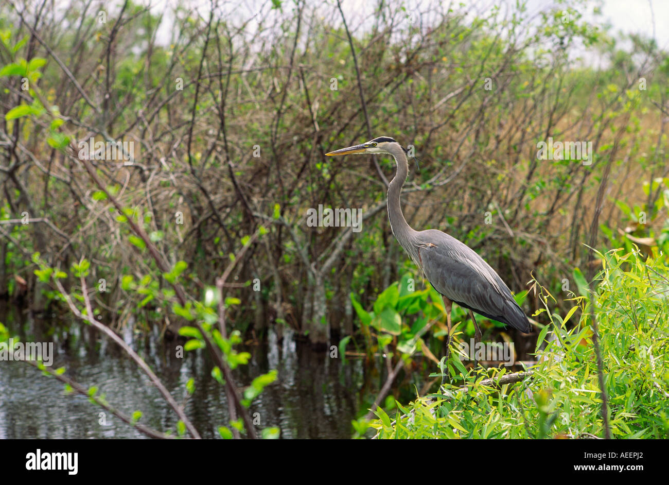 Great Blue Heron, Ardea Herodias, gefunden an der Golf Küste der USA von Florida Everglades bis nach Louisiana Stockfoto