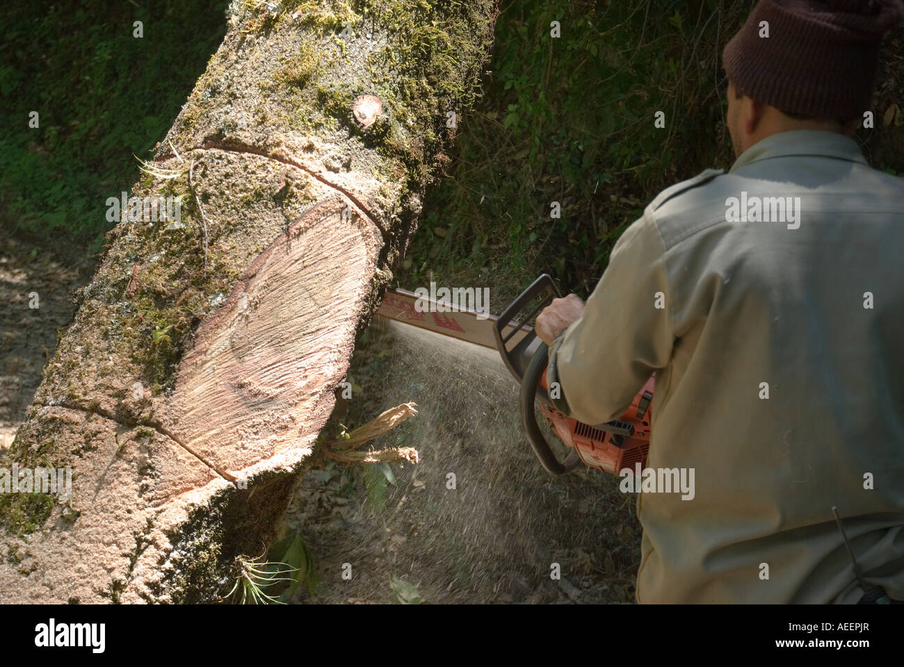 Community-Mitglieder tun Wartungsarbeiten auf Forststraßen in Capulálpam, Oaxaca Gemeinschaft Stockfoto