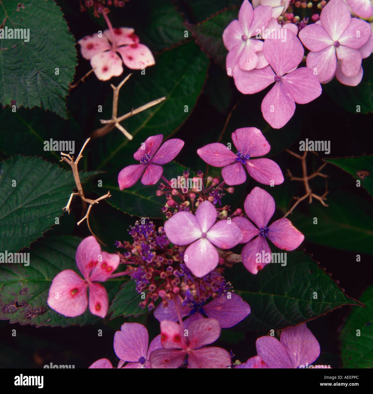 Rosa Hortensie Blumen Stockfoto