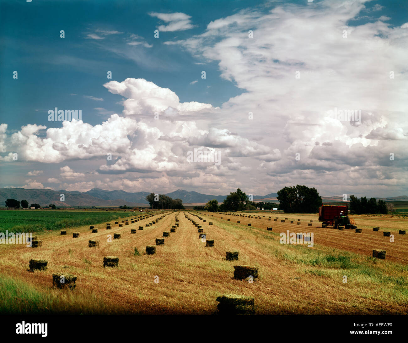 Heuballen-Linie eine Hof-Feld an einem spektakulären Sommertag in östlichen Idaho Stockfoto