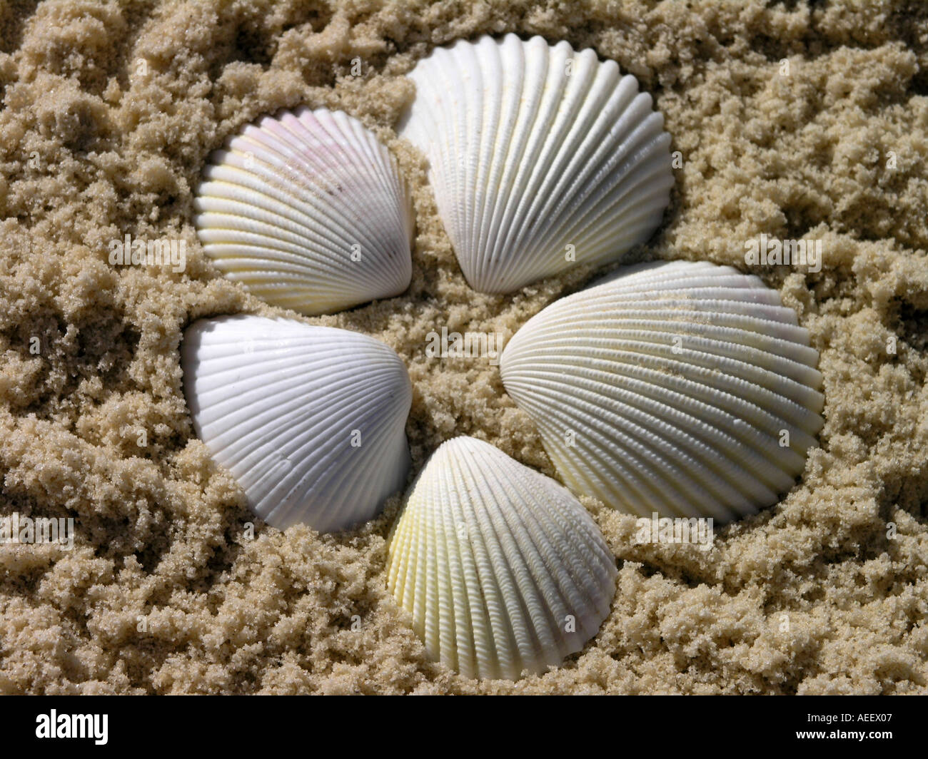 fünf weisse Muscheln in einem Kreis auf einem Sandstrand Stockfoto