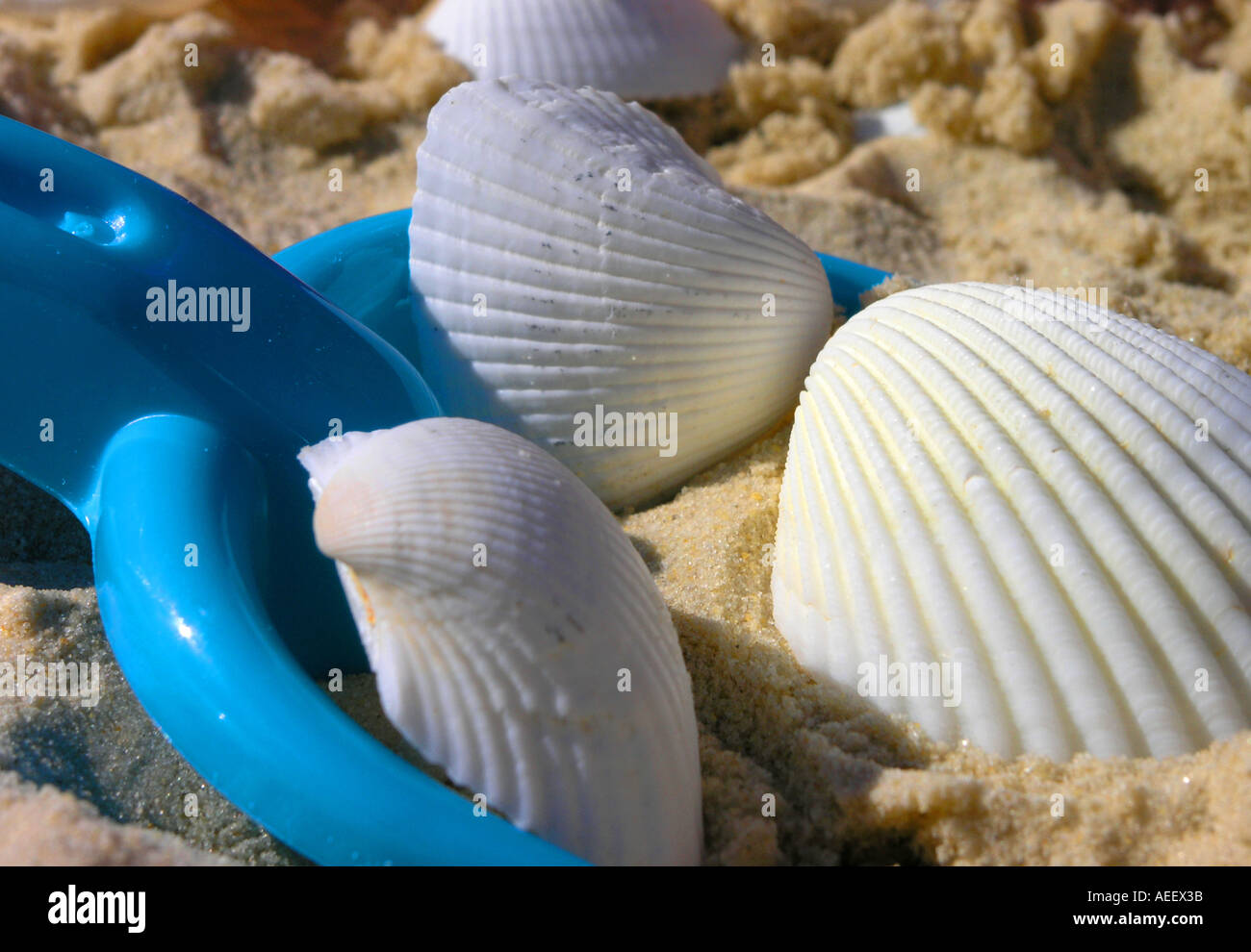 Childs Spaten und weißen Muscheln an einem Sandstrand Stockfoto