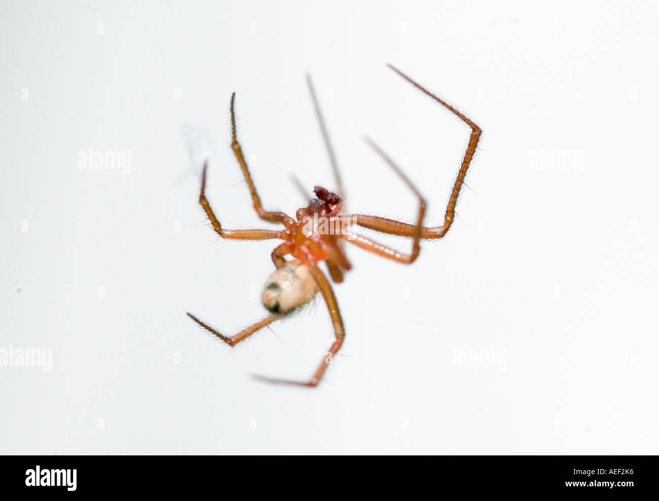 Haus Spinne Fehler Stockfoto