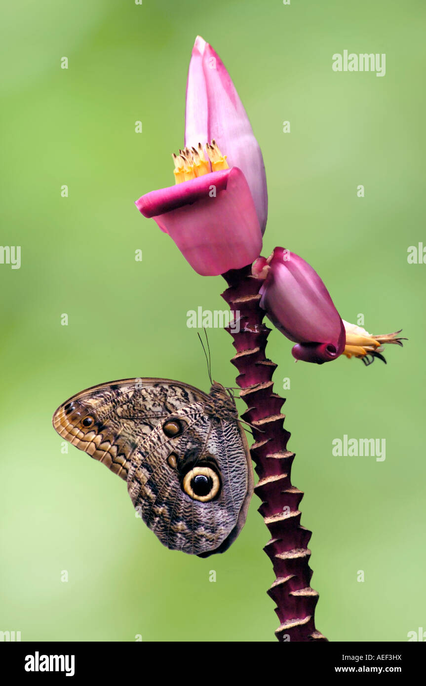Eine atemberaubende Eule Schmetterling (Caligo Teucer) ruht auf einem rosa Blütenstiel. Stockfoto