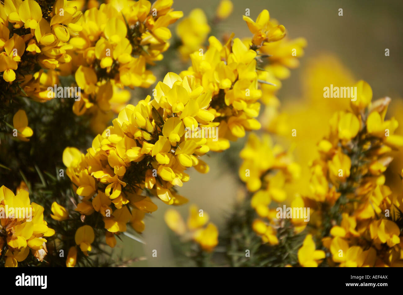 Gemeinsamen Gorse, Ulex Europaeus Blumen Stockfoto