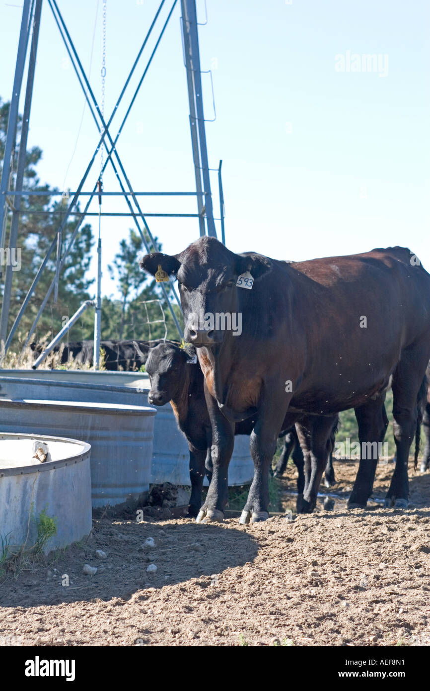 Kuh und Kalb neben Bewässerung Station im ländlichen Nebraska Ponderosa Ranch Sandhügel. Westen der USA. Stockfoto