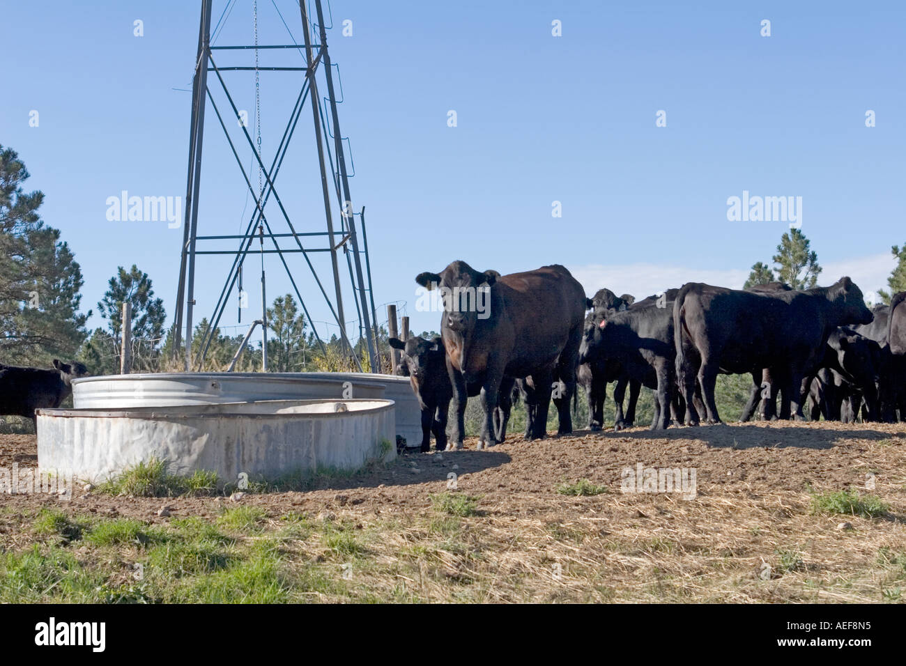 Kühe und Kälber neben Bewässerung Station im ländlichen Nebraska. Westen der USA. Stockfoto