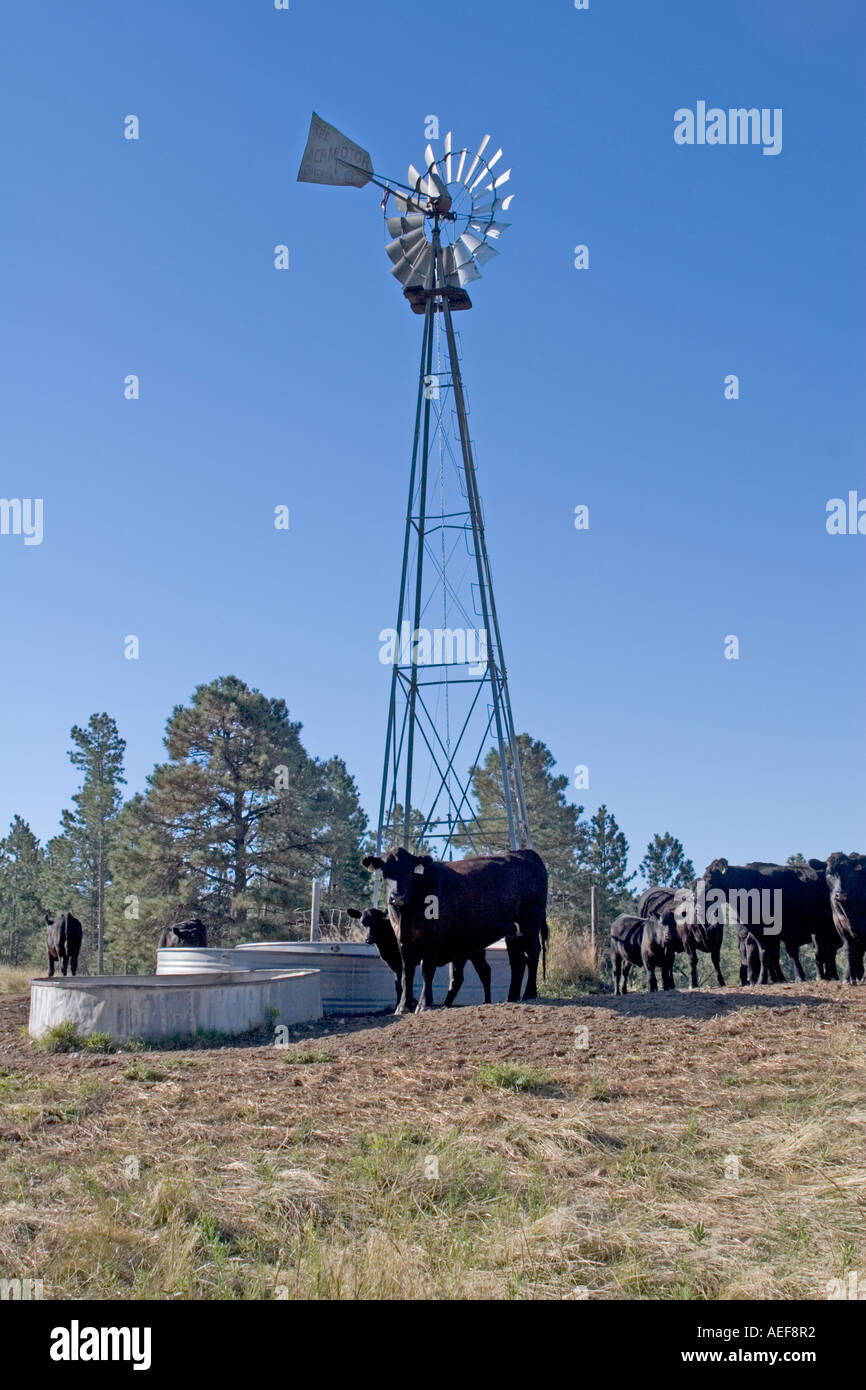 Kühe und Kälber neben Bewässerung Station im ländlichen Nebraska. Westen der USA. Stockfoto