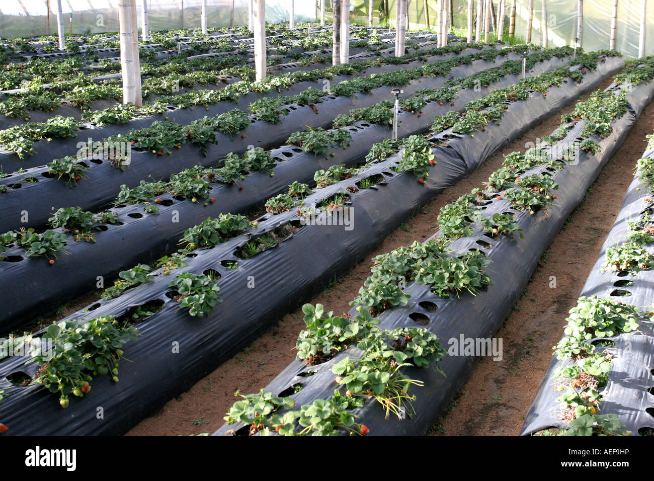 Erdbeer-Plantage in Cerro Punta, Chiriqui, Panama, in einem Gewächshaus. Stockfoto