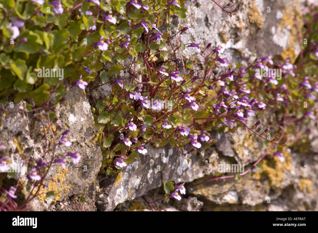 Efeu-leaved Leinkraut Cymbalaria Muralis festhalten und wachsen aus Steinmauer Anzahl 2496 Stockfoto