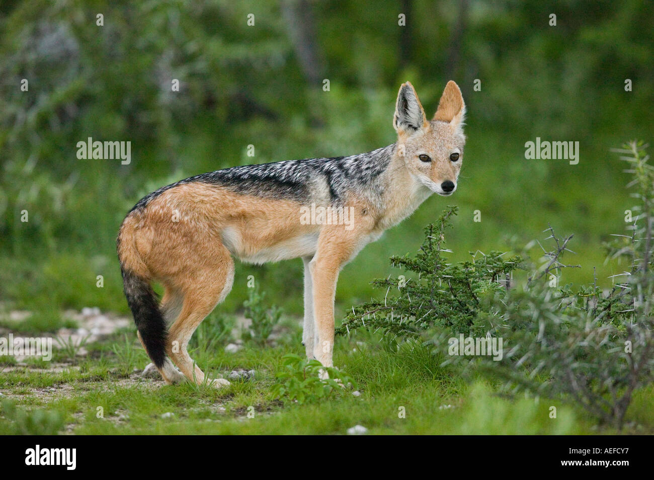 Black-backed Jackal (Canis Mesomelas) Stockfoto