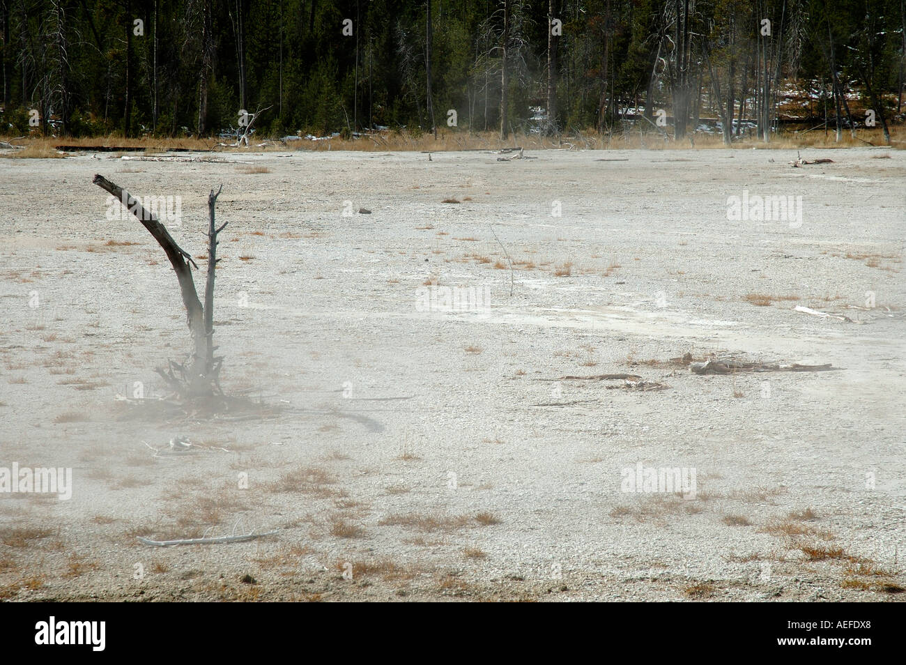 Eine alleinige überlebende Baumstumpf in einem heißen Becken der Yellowstone Stockfoto