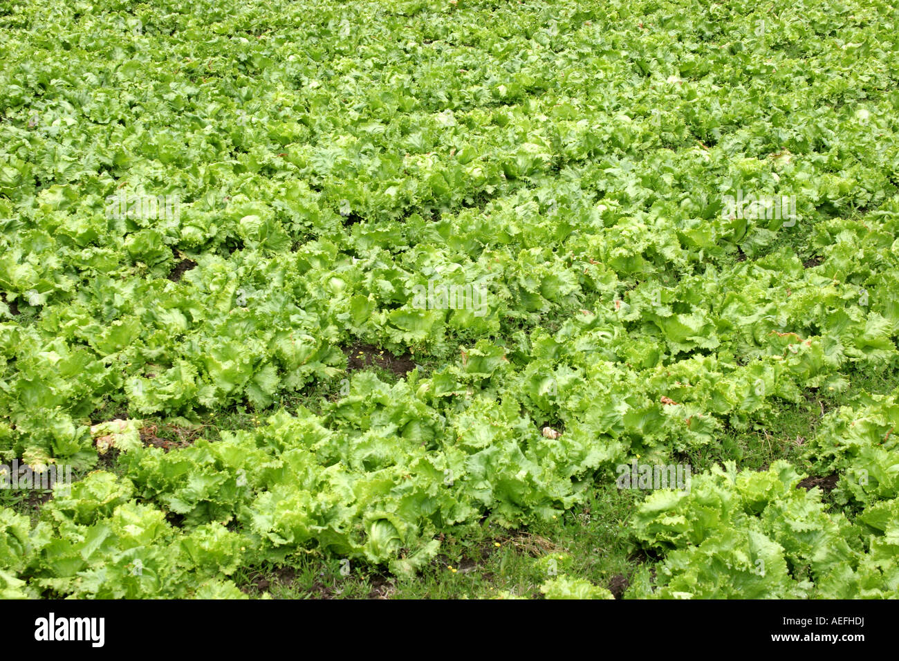 Salat-Plantage in den hohen Ländern der Provinz Chiriqui, Cerro Punta, Panama, Republik von Panama. Stockfoto