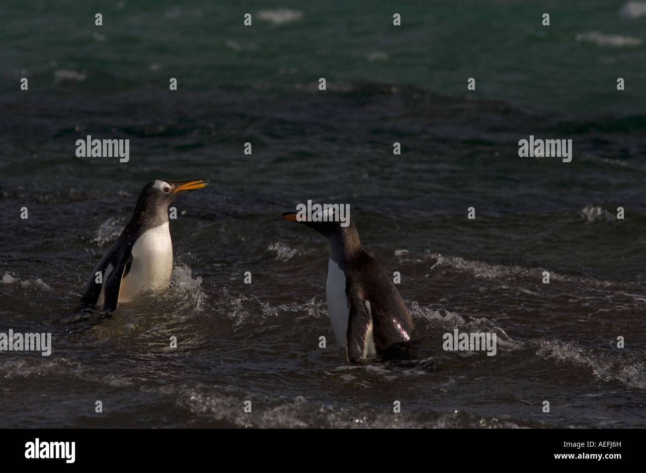 Gentoo Penguins Pygoscelis Papua springen aus dem Wasser Beaver Island Falkland-Inseln Süd-Atlantik Stockfoto